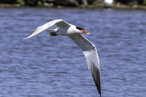 iNaturalist observation photo of Caspian Tern