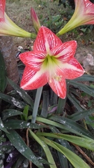 Hippeastrum vittatum