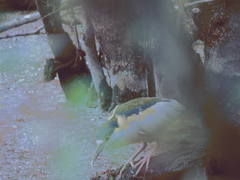 Nycticorax nycticorax image