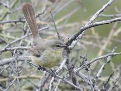 Stigmatura budytoides