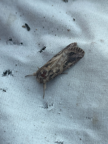 Spodoptera littoralis
