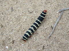 Chlanidophora patagiata