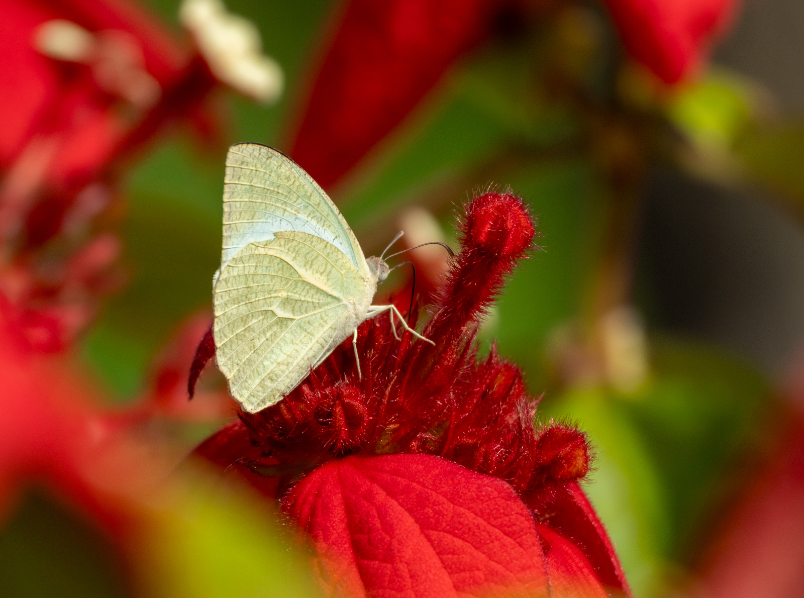 Mottled Emigrant