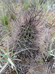 Echinopsis leucantha