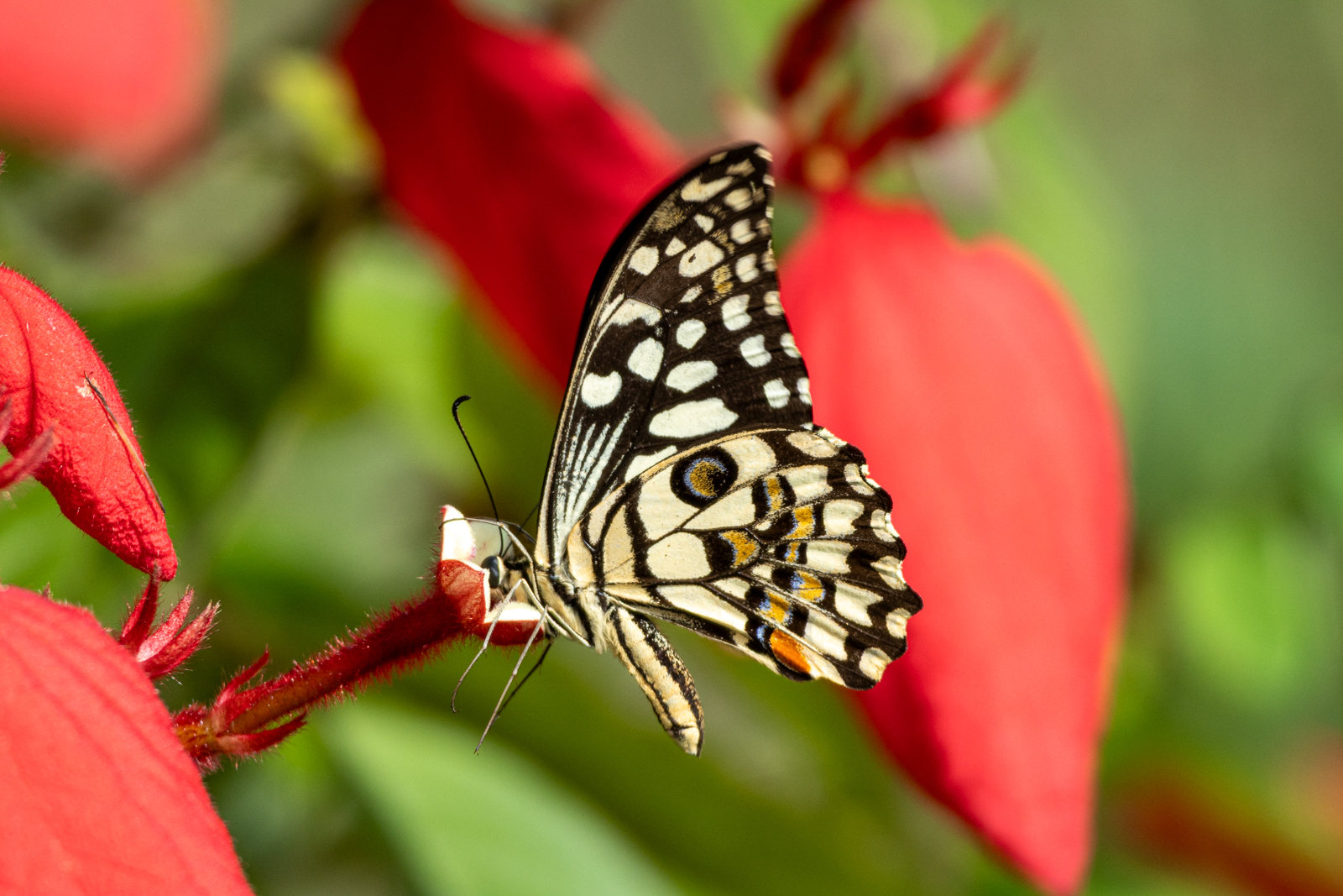 Lime Swallowtail