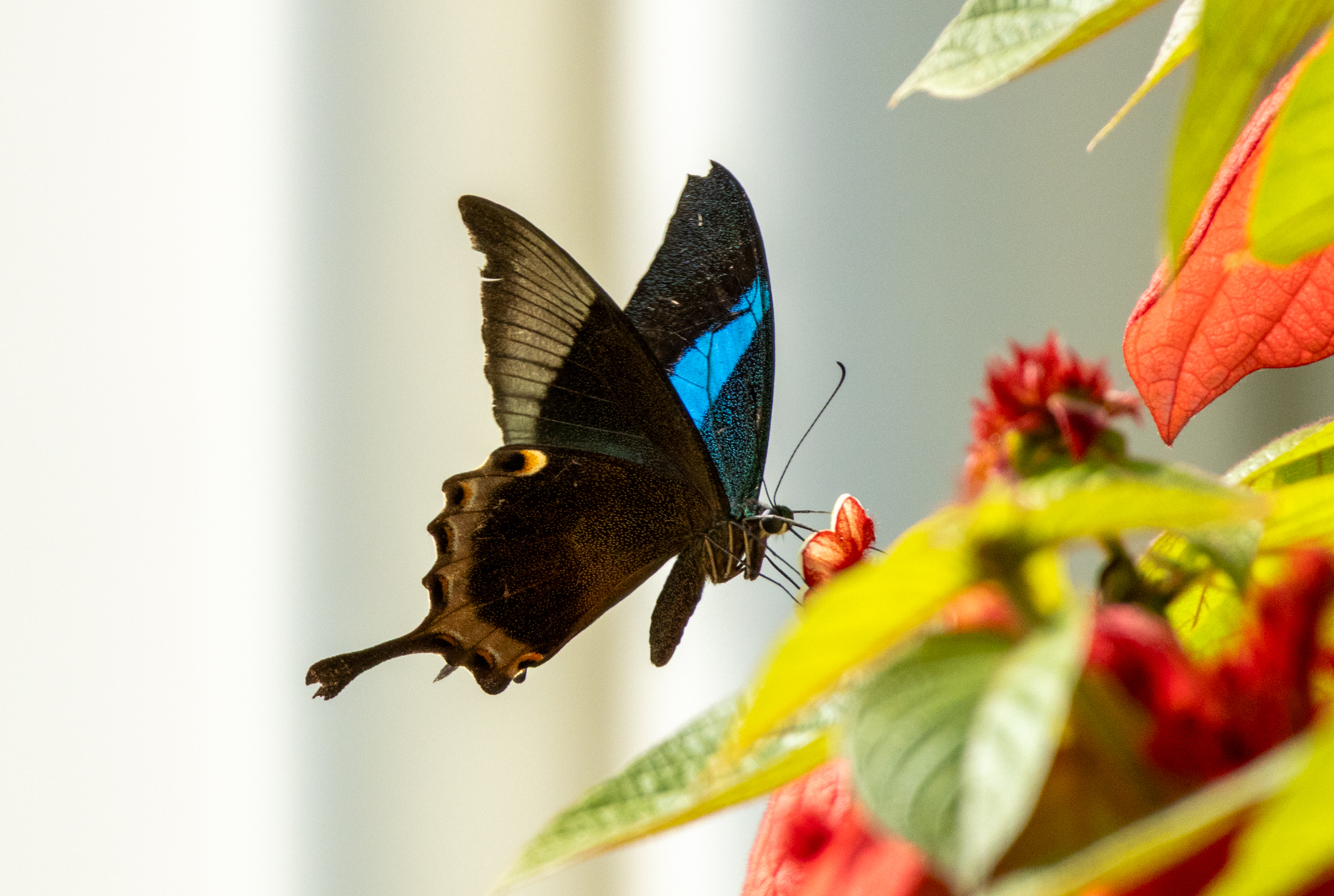 Malabar Banded Peacock