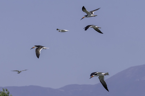 iNaturalist observation photo of Black Skimmer