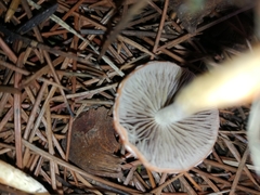 Leratiomyces squamosus thraustus
