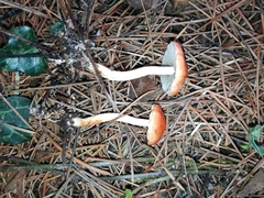 Leratiomyces squamosus thraustus