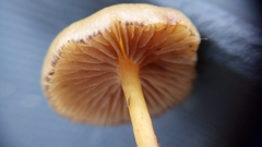 Galerina sphagnorum