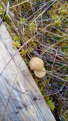 Galerina sphagnorum