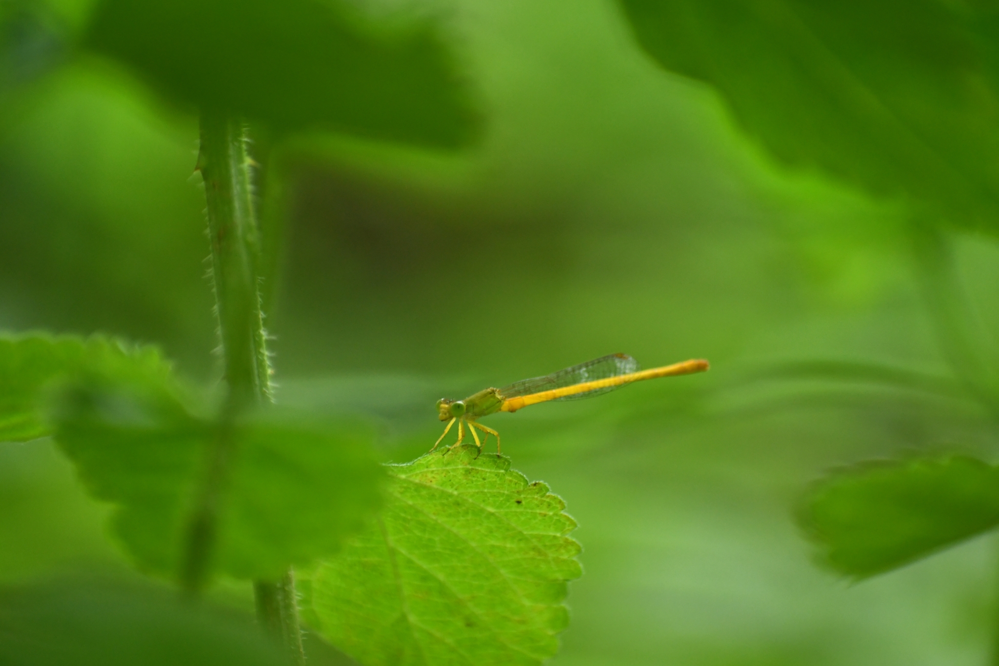 Coromandel Marsh Dart