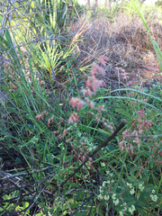 Melinis repens image