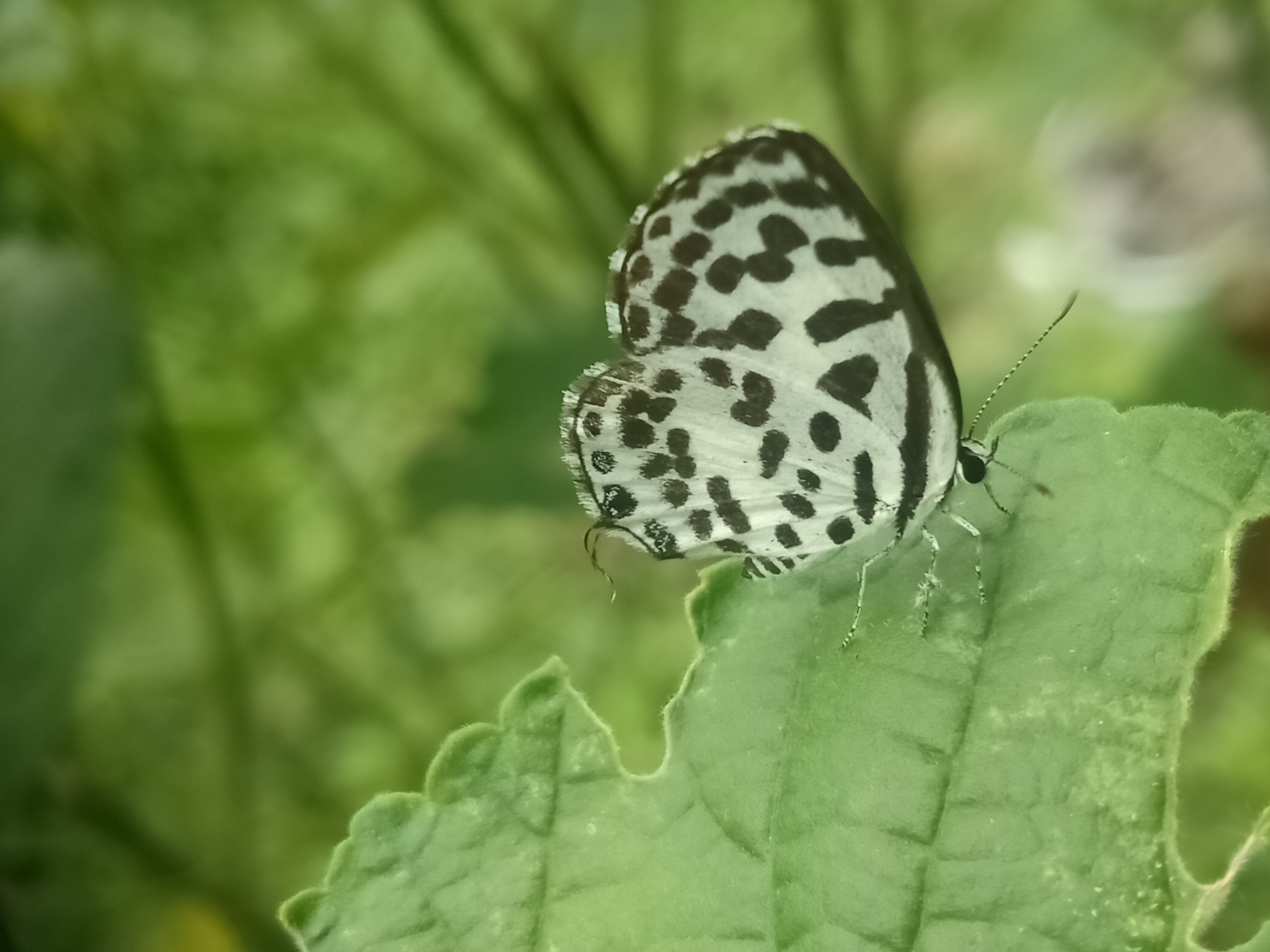 Common Pierrot