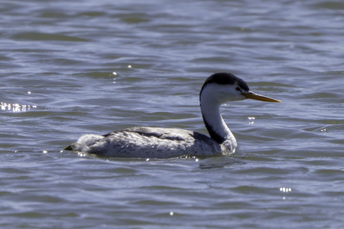 iNaturalist observation photo of Clark's Grebe