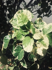 Polyscias scutellaria