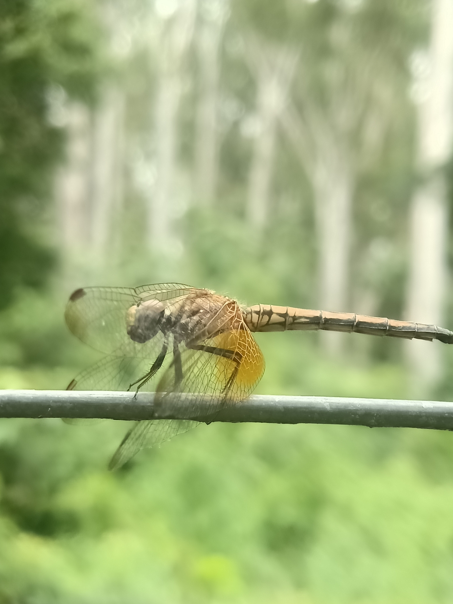 Crimson Marsh Glider