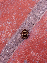 Pachycorinae