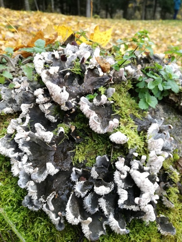 dog pelt lichen