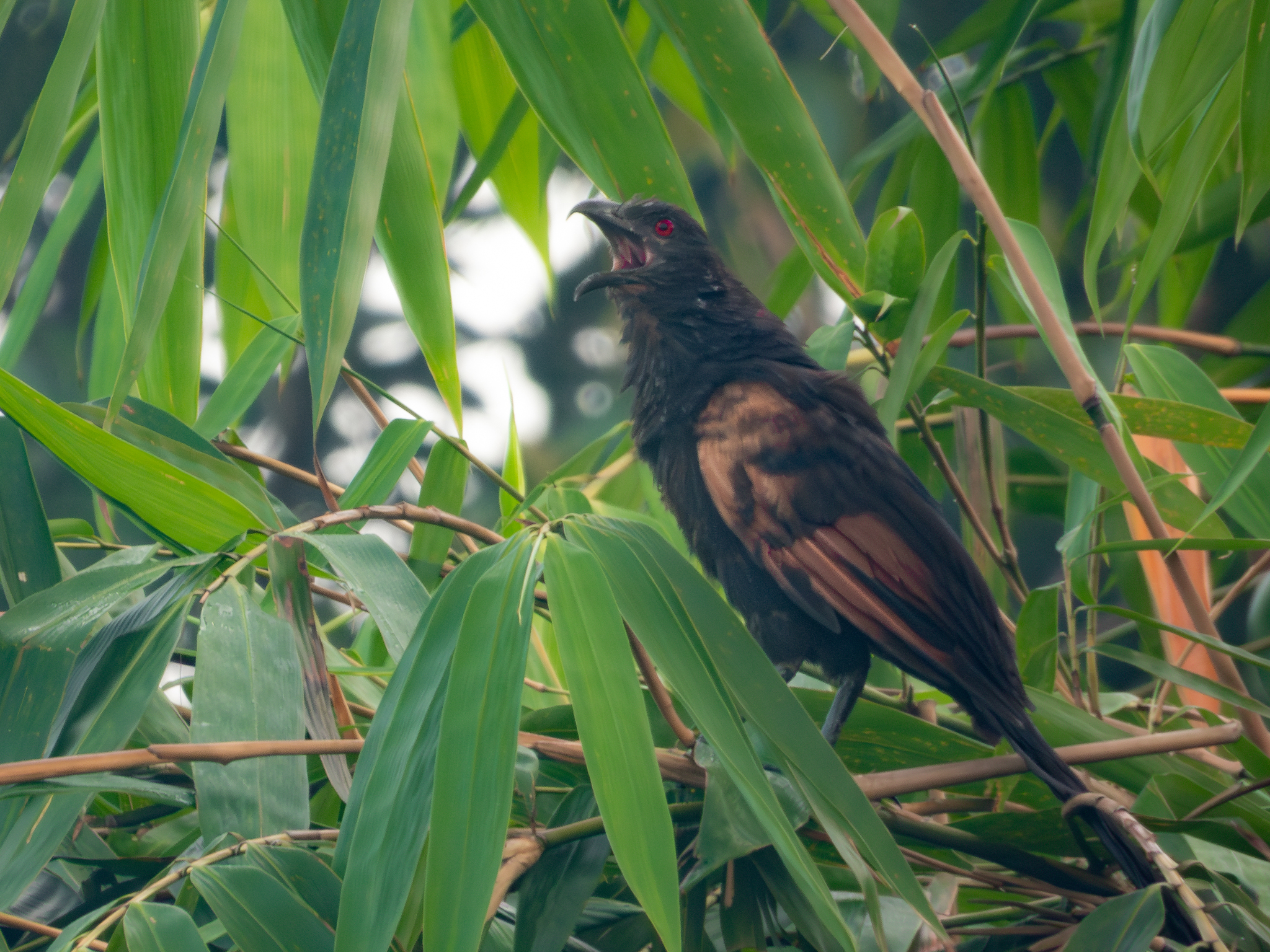 Sunda Coucal (Centropus nigrorufus), photo 6