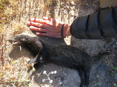 Galictis cuja