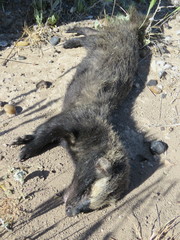 Galictis cuja