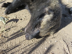 Galictis cuja