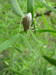 Compsus auricephalus