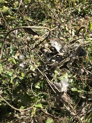 Vincetoxicum nigrum