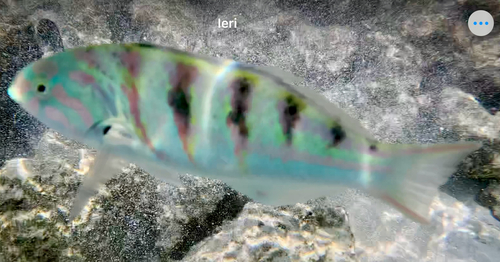 Sixbar Wrasse — seen at this dive site
