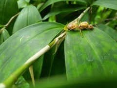 Oecophylla smaragdina