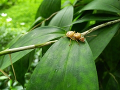 Oecophylla smaragdina