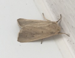 Sesamia nonagrioides