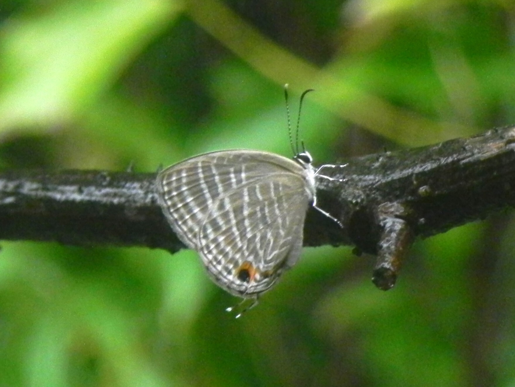 Common Cerulean