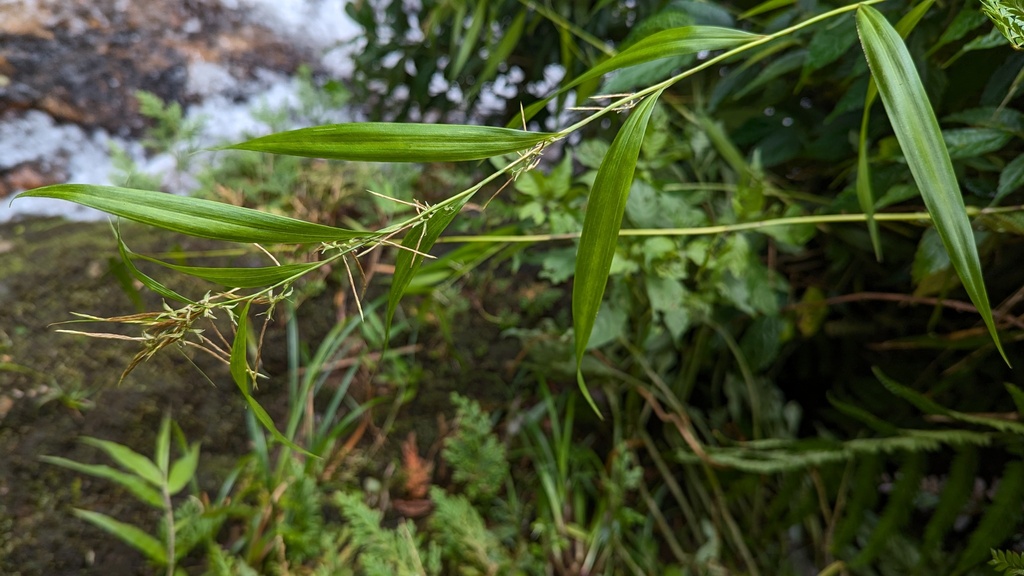 Carex euprepes (Carex euprepes)
