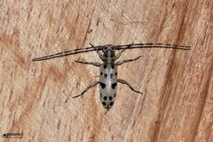 Ostedes subrufipennis