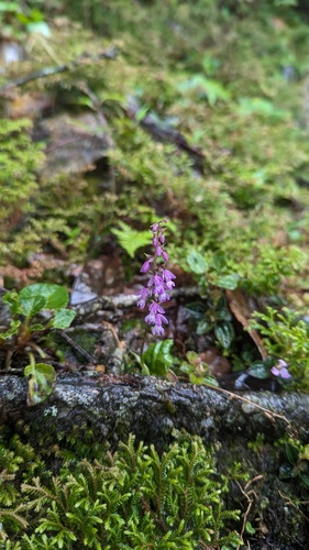 Amitostigma keiskeoides (Gagnep.) Garay & Kittr.