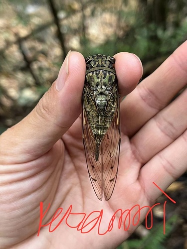 Platylomia duffelsi