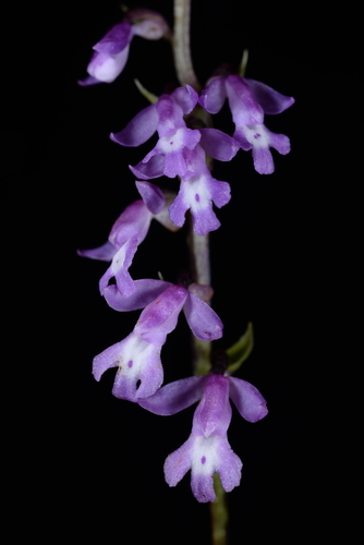 Amitostigma keiskeoides (Gagnep.) Garay & Kittr. 2
