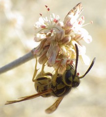 Vespula sulphurea