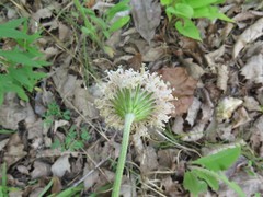 Marshallia caespitosa caespitosa