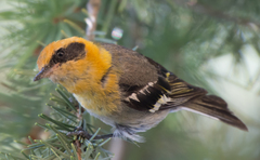 Peucedramus taeniatus