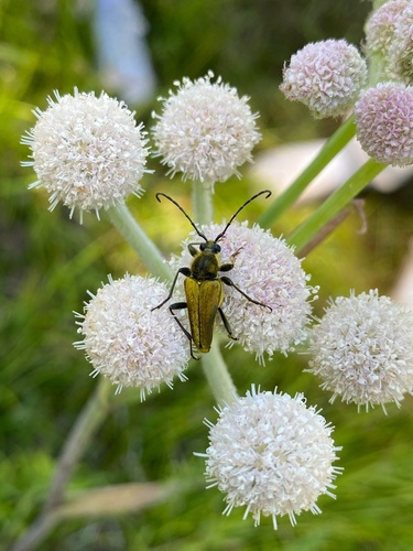 iNaturalist observation photo of Yellow Velvet Beetle