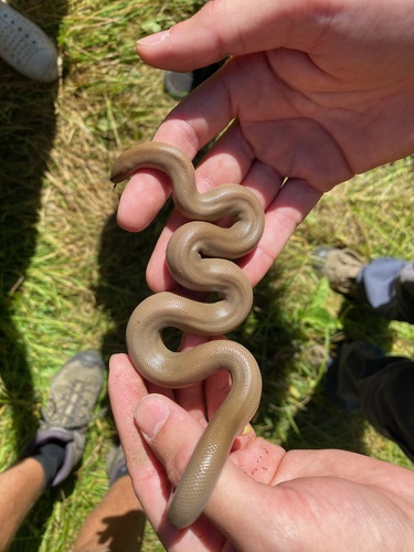 iNaturalist observation photo of Northern Rubber Boa
