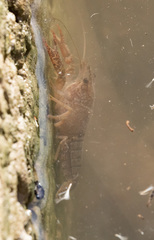 Procambarus clarkii