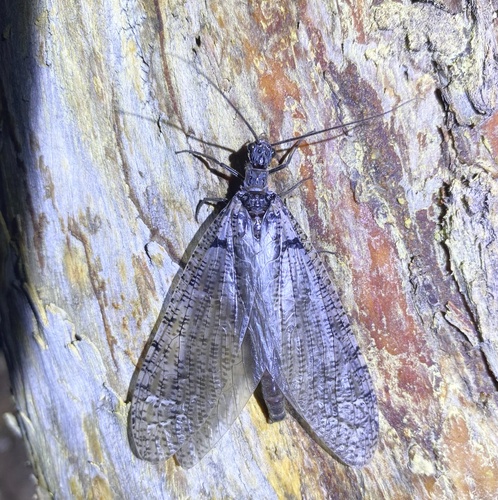 iNaturalist observation photo of Protochauliodes montivagus