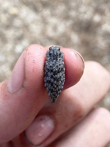 iNaturalist observation photo of Dicerca crassicollis