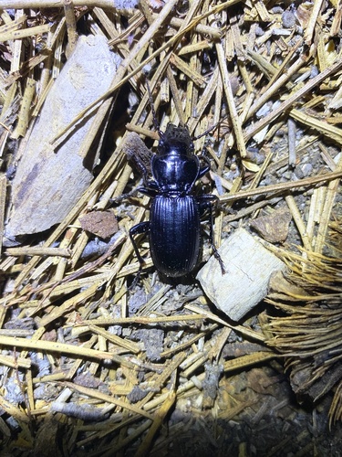 iNaturalist observation photo of Pterostichus lama