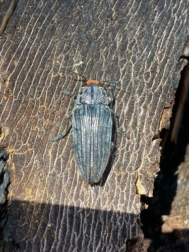 iNaturalist observation photo of Pink-faced jewel beetle