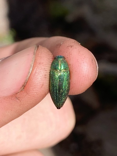 iNaturalist observation photo of Buprestis adjecta